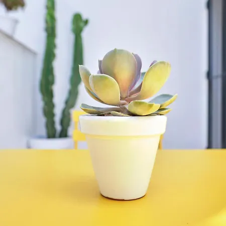 Precioso Duplex Con Patio Junto A La Catedral Lägenhet Cádiz