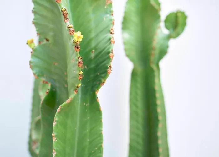 Apartment Precioso Duplex Con Patio Junto A La Catedral